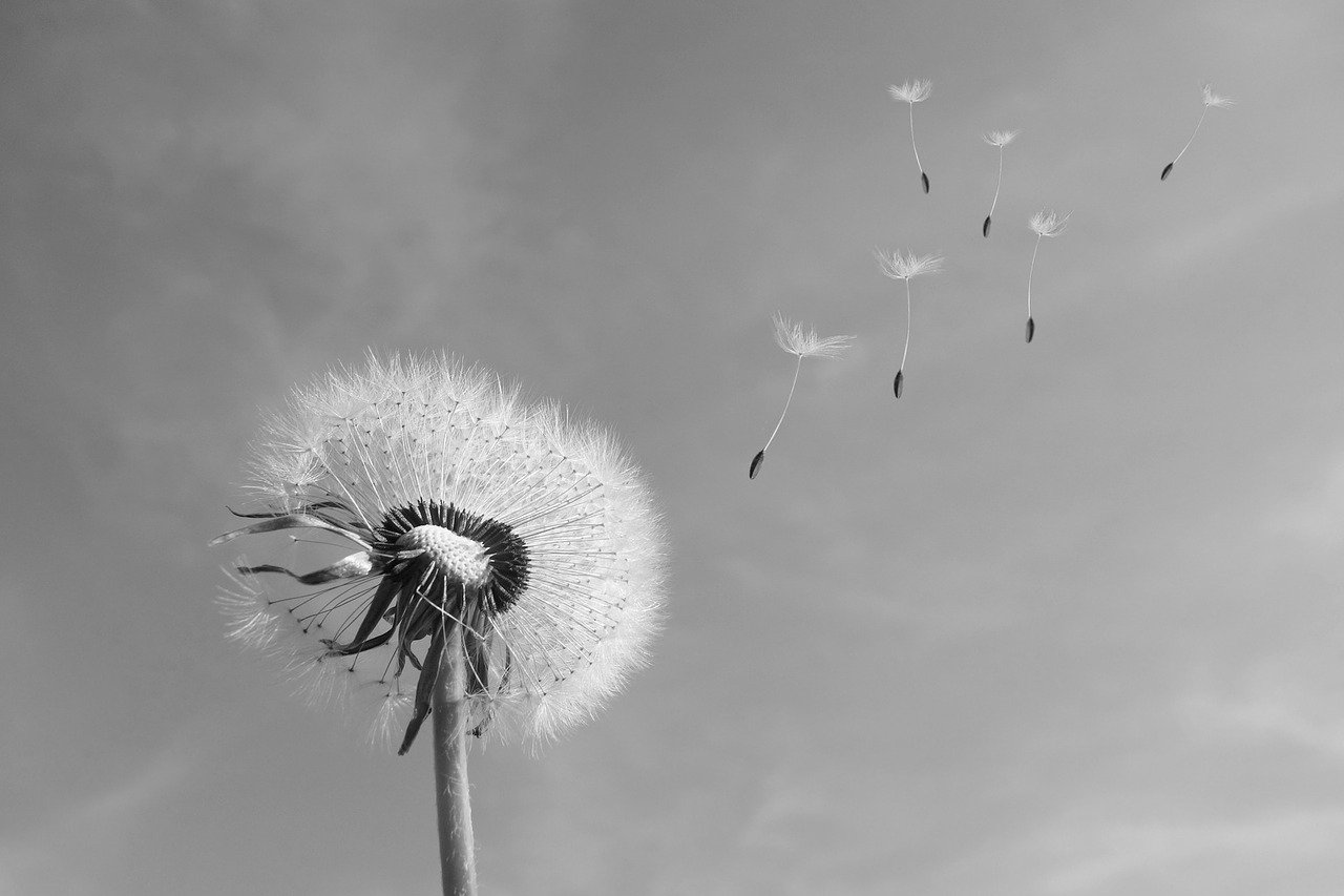 dandelion, wind, blown-333093.jpg